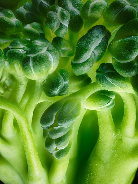 Broccoli | 2017 Photomicrography Competition | Nikon’s Small World Macro Nature Photography, Macro Photography Abstract, Nikon Small World, Macro Food Photography, Photography Plants, Macro Photography Tips, Macro Photography Nature, Photo Macro, Micro Photography