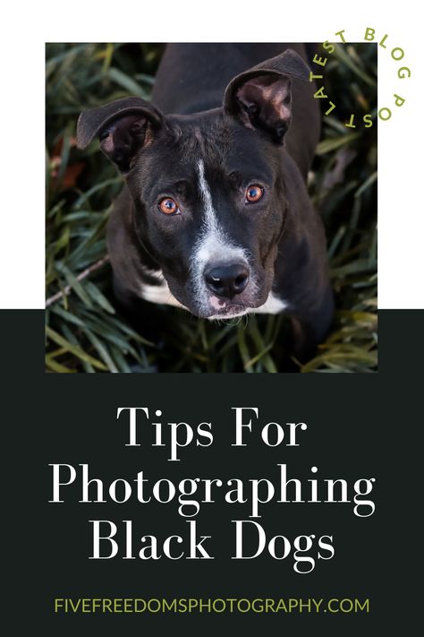 Black dogs are some of the hardest dogs to photograph. In this post, I'm sharing a round up of my best tips and tricks for things to take note of and do when it comes to photographing black or darker dogs. Read the full post now. #blackdogs #blackdogphotography #petphotographytips #howtophotographyblackdogs #tipsforphotographingblackdogs Diy Dog Photoshoot Ideas, Professional Dog Photos, Dog Portrait Ideas, Dog Photography Tips, Dog Photo Shoot Ideas, Dog And Me Photoshoot, Dog Photography Settings, Puppy Photo Ideas, Dog Photography Ideas Creative