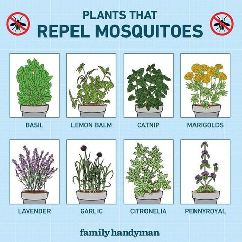 14 Plants That Repel Mosquitoes | Family Handyman Anti Mosquito Garden, Mosquito Plants Repellant, How To Repel Mosquitos Outside, Misquote Repellent Potted Plants, Plants That Deter Mosquitos, Plants That Repel Mosquitos, Misquote Repellent, Mosquito Repellent Plants, Plants That Repel Flies