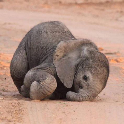 Wildlife | Nature | Animals 🦁 on Instagram: “Newborn Baby Elephant 🐘 “Elephants tend to be very protective of their young and hide any small calves. That said, I was privileged to have…” Elephant Photography, Baby Elefant, Creation Station, Baby Animals Pictures, Elephant Love, Baby Animals Funny, Cute Elephant, Cute Animal Pictures, Sweet Animals