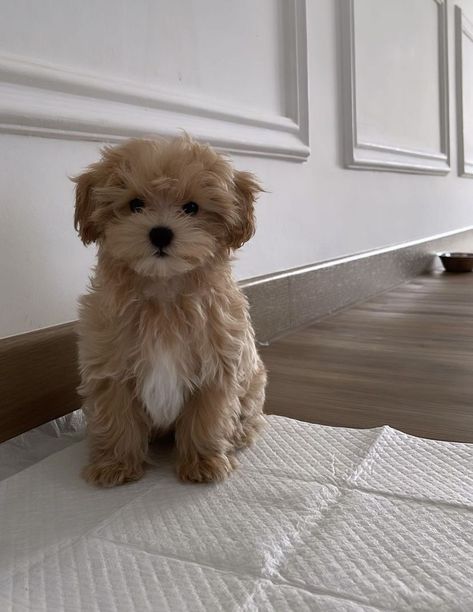 Psy Chihuahua, Maltipoo Dog, Cute Small Dogs, Dog Mommy, Very Cute Puppies, Really Cute Puppies, Maltipoo Puppy, Super Cute Puppies, Cute Animals Puppies