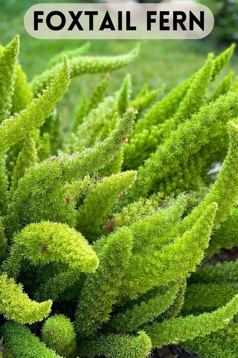 Foxtail Ferns Foxtail Fern Care, Fern Care Indoor, Asparagus Densiflorus, Fern Care, Foxtail Fern, Growing Asparagus, Ferns Care, Indoor Oasis, Asparagus Fern