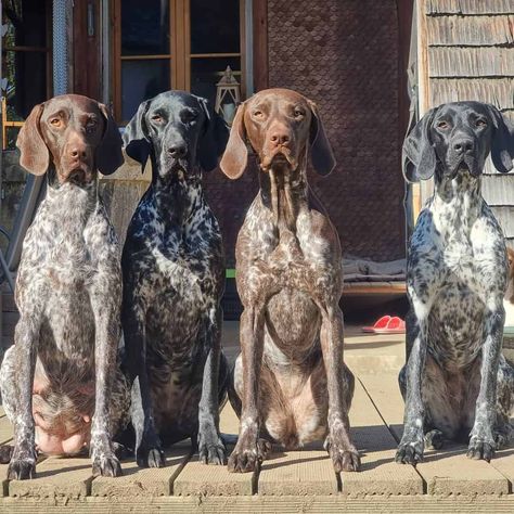 German Shorthaired Pointer Colors – What Is A Roan German Shorthaired Pointer Color Black Roan German Shorthaired Pointer, Dog Manifestation, German Short Haired Pointer Puppy, German Short Haired Pointer, German Shorthaired Pointer Black, Pointer Puppy, Gsp Dogs, Shorthair Pointer, Short Haired Pointer