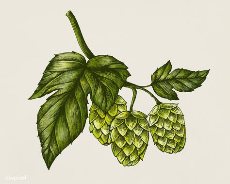 Hand-drawn hops, flavoring and stability agent in beer | free image by rawpixel.com Hop Illustration, Beer Flower, Herb Illustration, Hops Vine, Hops Plant, Herbs Illustration, Hop Flower, Flowers Sketch, Beer Illustration