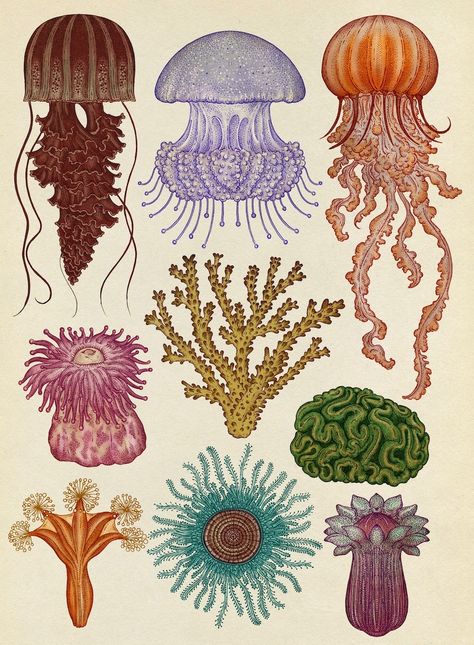 From: ANIMALIUM, curated by Katie Scott and Jenny Broom Back Tattoo, Botanisk Illustration, Katie Scott, Cnidaria, Arte Inspo, Sea Art, Scientific Illustration, Art Plastique, Botanical Illustration