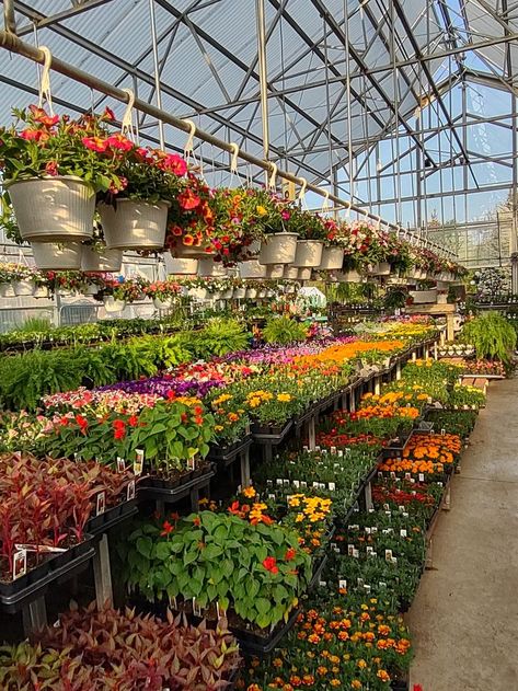 Our annual house is in full blossom with colorful annual flats and hanging baskets! #lintonsgardencentre #hangingbaskets #annual plants Building Covered In Plants, Garden Centers, Nursery Plant, Flowers In Greenhouse, Green House Flowers, Greenhouse Flowers, Plant Greenhouse, Nursery Garden, Nursery Plants