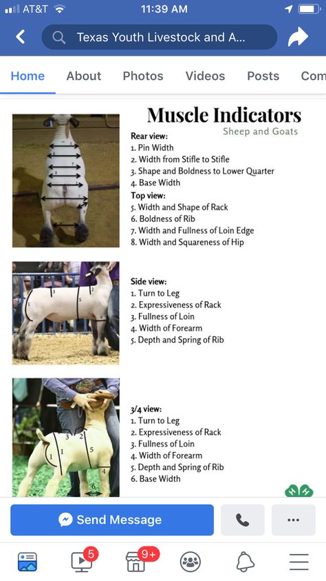 Market Goat Showmanship, Diy Show Lamb Leg Wraps, Lamb Showing Tips, Goat Showing Tips, Show Sheep Tips, Sheep Showing Tips, Show Lamb Barn Ideas, Show Lambs Tips, Show Goats Tips