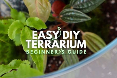 Best Terrarium Plants, Closed Terrarium Plants, Make A Terrarium, Nutrient Cycle, Tropical Terrariums, Modern Terrarium, Plants For Beginners, Open Terrariums, Ficus Pumila