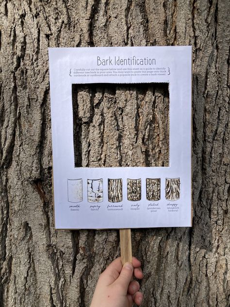 8 Creative Ways to Study Trees with Kids Ways To Study, About Trees, Forest School Activities, Tree Study, Nature School, Outdoor Education, Theme Nature, Wonders Of Nature, Outdoor Classroom