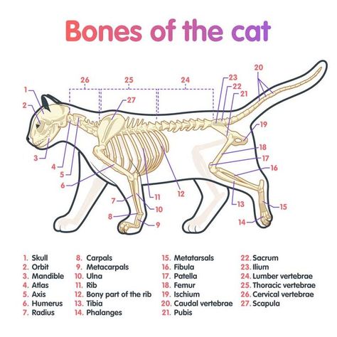 Veterinary Medicine Student, Vet School Motivation, Veterinarian Technician, Vet Tech School, Veterinary Tech, Vet Tech Student, Vet Technician, Veterinary Studies, Veterinary School