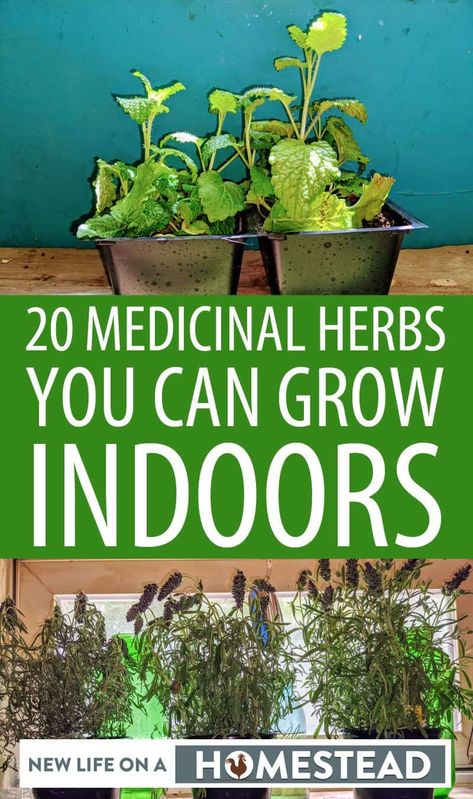 These 20 plants will grow almost on their own indoors, and provide you with their much-needed nutrients when you need them. #herbs #gardening #containergardening Herbs Grown Indoors, Herb Indoor Garden, Kitchen Herb Garden Indoor, Windowsill Herbs, Apartment Homesteading, Herbs To Grow Indoors, Indoor Herb Garden Diy, Indoor Herbs, Medicine Garden