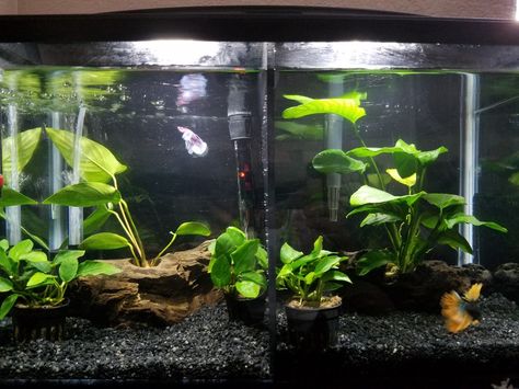 10 gallon divided betta tank 3 Gallon Tank Ideas, 10 Gallon Betta Tank Ideas, Betta Community Tank, Divided Betta Tank, Betta Aquascape, Betta Tanks, 10 Gallon Fish Tank, Tank Terrarium, Fish Tank Terrarium