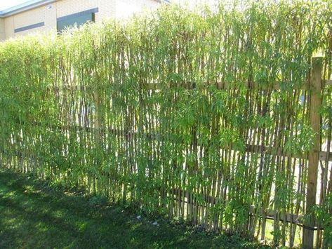 8 Living Fence Ideas to beautify your Outdoor Space - Matchness.com Privacy Fence Decorations, Living Privacy Fences, Living Willow Fence, Pagar Modern, Bamboo Garden Fences, Willow Fence, Living Willow, Natural Fence, Living Fence