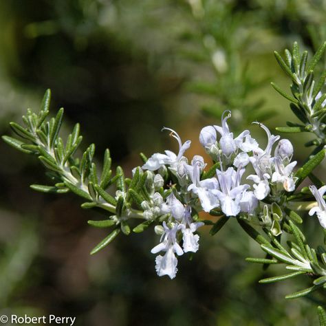 Creeping rosemary - Inland Valley Garden Planner Lawn Alternatives, Drought Tolerant Garden, Waterwise Garden, Garden Planner, Raised Planter, Water Wise, How To Attract Birds, How To Grow Taller, Attract Butterflies