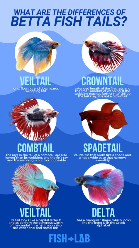 Betta Fish Names Male, Tail Types, Siamese Fish, Female Betta Fish, Extra Knowledge, Types Of Betta Fish, Unique Fish Tanks, Fish Names, Betta Fish Aquarium