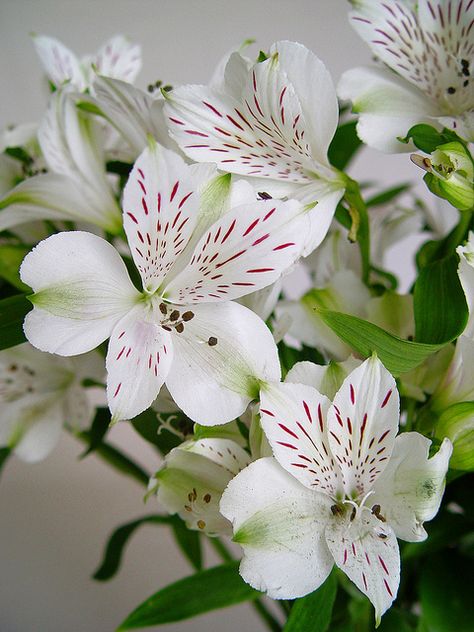 White alstroemeria White Alstroemeria, Floral Design Classes, Baseball Stitching, Baseball Wedding, Peruvian Lilies, 10 Flowers, Zone 10, Garden Calendar, Garden Of Earthly Delights