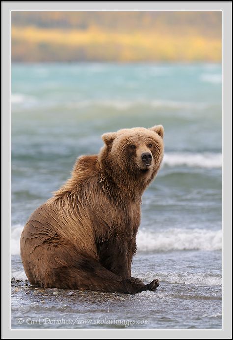 Cute Bear Photo, Grizzly Bear Sitting, Bears Photos, Bears Sitting, Photo Ours, Sitting Bear, Bear Photography, Bear Sitting, Baby Panda Bears