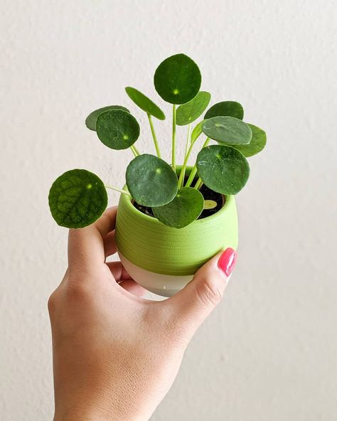 Small House Plants, Peperomia Plant, Asparagus Fern, Chinese Money Plant, Tiny Plants, Mini Plants, Plant Aesthetic, Tiny Spaces, Unique Plants