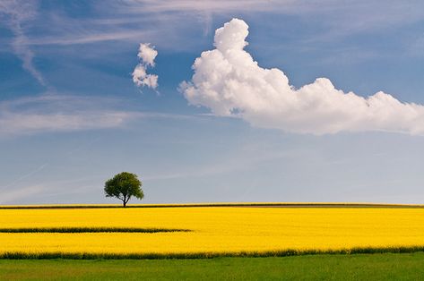 field Dream Clouds, Landscape Pics, 숲 사진, Peisaj Abstract, Yellow Field, Fotografi Digital, Beautiful Landscape Photography, Landscape Photography Tips, Digital Photography School