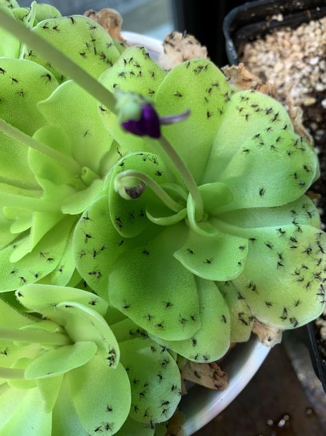 Pinguicula Care—Growing Butterworts Indoors » Here But Not Planting Quotes, Flowers Garden Aesthetic, Plant Organization, Carnivorous Plants Care, Carnivorous Plants Terrarium, Plant Tattoos, Indoor Plants Decor, Plant Quotes, Insectivorous Plant