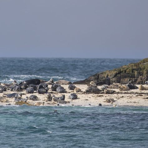 Sea Life Surveys on Instagram: “Seal beach at the Cairns of Coll  Photo: @richardarby  #seal #greyseal #sealsofinstagram #seals #sealife #dogmermaid #seaslug #beach…” Grey Seal, Seal Beach, Sea Slug, House By The Sea, Outer Hebrides, Cairns, Sealife, Sea Life, Summer 2024