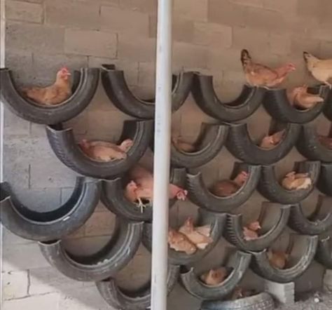 For Chicken Coops and Hen Houses! Love this solution for chickens to roost! Zero Landscape, Reban Ayam, Chicken Roost, Cute Chicken Coops, Chicken Coop Garden, Chicken Barn, Backyard Chicken Coop Plans, House Florida, Chicken Nesting Boxes