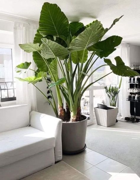 Alocasia Odora, Fast Growing Plants, Plant Decor Indoor, Elephant Ears, House Plants Decor, House Plants Indoor, Pretty Plants, Plant Mom, Raised Beds