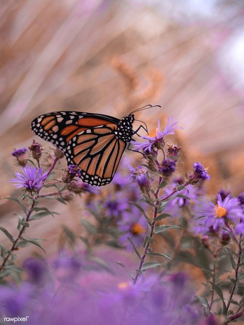 Monarch butterfly with purple aster flowers | free image by rawpixel.com / Aaron Burden Purple Butterfly Background, Purple Aster, Baby Room Paintings, Daisy Image, Aster Flowers, About Butterfly, Spring Purple, Butterfly Spring, Plants Aesthetic