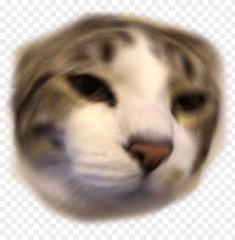 Emoji Discord, Emoji Png, Cat Crying, Crying Emoji, Clear Background, Memes Anime, Anime Cat, Png Transparent, Transparent Png