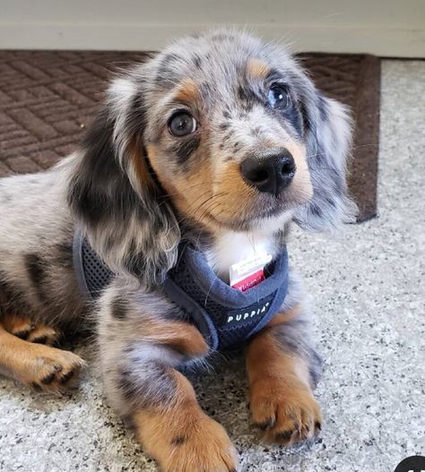 Dachshund Puppies For Sale, Dachshund Puppies, Small Dog, Puppies For Sale, Dachshund, Puppies, Dogs, For Sale