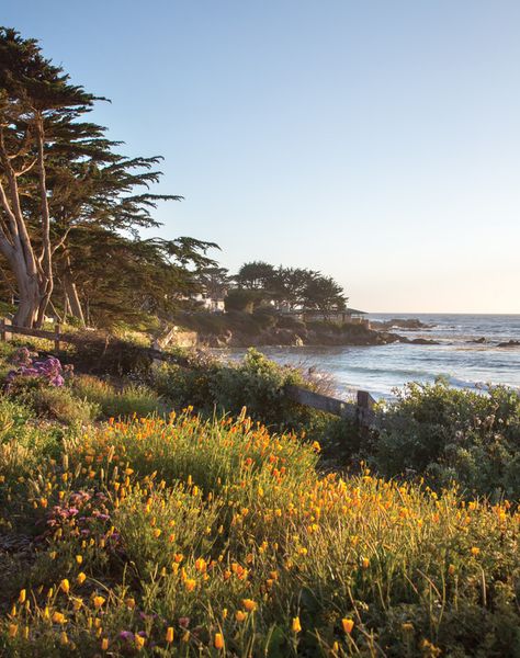 Carmel By The Sea Aesthetic, Village By The Sea, Monterey Cypress, Victoria Magazine, Carmel By The Sea, Pacific Coast, Travel Inspo, Aesthetic Vintage, By The Sea