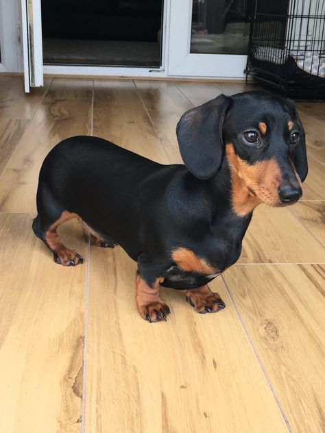 Dog Dushchand, Duchound Dogs, Duchhound Dog, Doxen Dachshund, Daushound Dogs, Dachshund Photos, Daschund Dog, Daschund Puppies, Black And Tan Dachshund