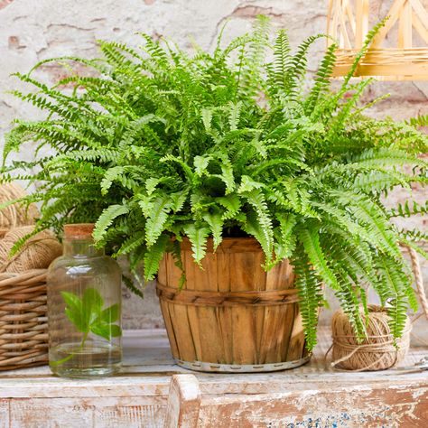 Safe House Plants, Indoor Ferns, Best Air Purifying Plants, Air Purifying House Plants, Boston Fern, Plant Help, Plant Supplies, Best Indoor Plants, Plant Guide