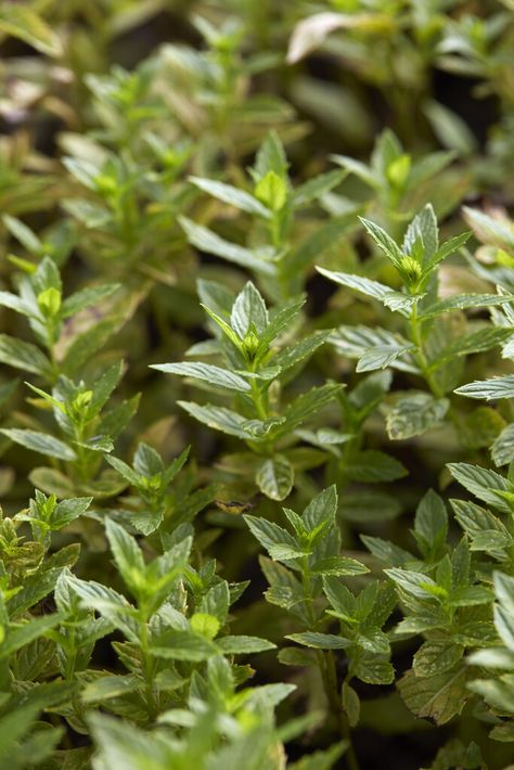 Mentha Spicata, Mint Garden, Light Purple Flowers, Perennial Herbs, Powdery Mildew, Garden Types, Wildlife Gardening, Herbaceous Perennials, Spring Green