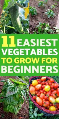 Easiest Vegetables To Grow, Easy Vegetables, Vegetables To Grow, Easy Vegetables To Grow, Best Vegetables, Garden For Beginners, Vegetable Garden For Beginners, Organic Vegetable Garden, Garden Types