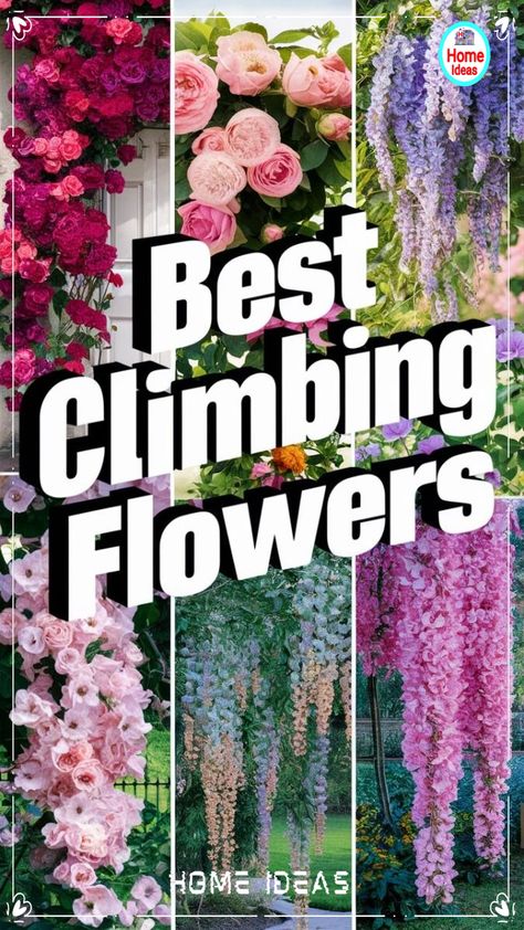 Fragrant Climbing Plants, Clematis Trellis Ideas Landscaping, Climbing Rose Varieties, Climbing Roses Front Door, Outdoor Climbing Plants, Rose Trellis Ideas Diy Climbing Flowers, Best Climbing Flowers For Trellis, Easy Flowers To Grow Outdoors, Climbing Roses Fence