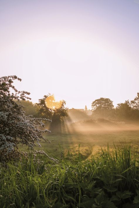 Utopia Dystopia, Foggy Weather, Grass Field, Sunny Weather, Night Aesthetic, Nature Girl, Morning Light, Flowers Nature, Beautiful World