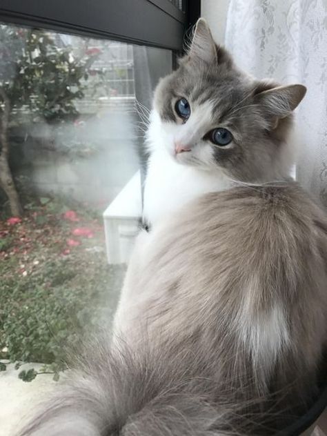 Russian Blue, Scottish Fold Kittens, Ragdoll Kittens, Most Beautiful Cat Breeds, Beautiful Cat Breeds, Haiwan Peliharaan, Scottish Fold, Ragdoll Cat