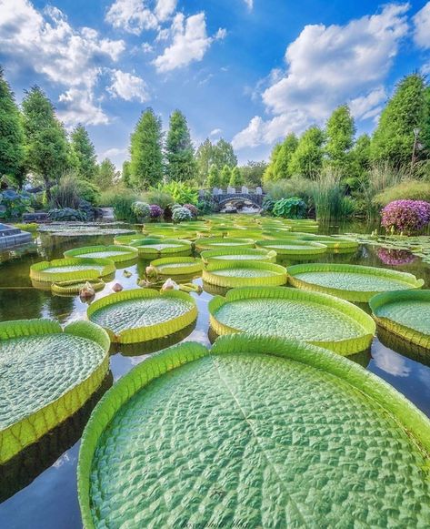 Giant Water Lily, Floating Flower, West Gate, Shiga, Japan Photo, Open Water, Water Lily, Poppy Flower, Water Lilies