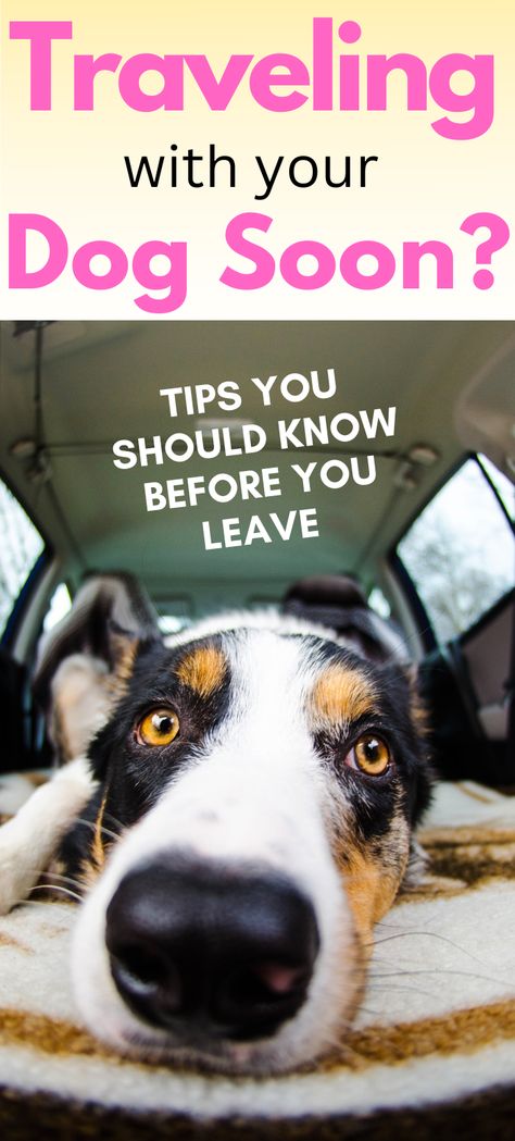 If you are planning on going on a road trip with your dog, check out our ultimate guide on everything you should know before you leave. Car Trip With Dogs, Traveling With A Dog Road Trips, Cross Country Road Trip With Dog, Road Trip With Dog Tips, Dog Road Trip Essentials, Traveling With Dogs In Car, Road Trip Storage, Traveling With Dogs, Road Trip Necessities