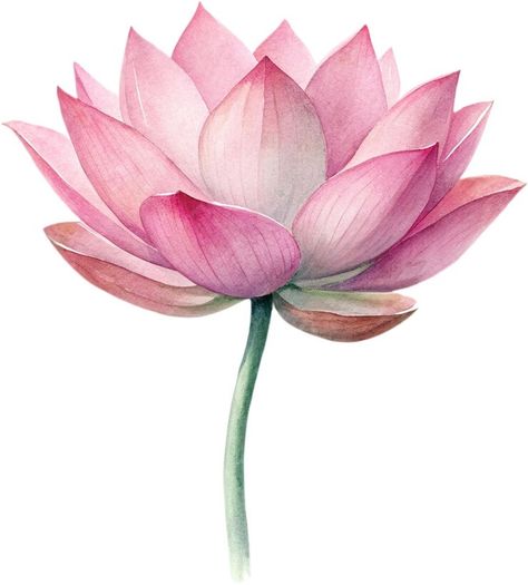 Premium PSD | A watercolor painting of a lotus flower Lotus Flower Painting Watercolors, Lotus Watercolor Painting, Lotus Flower Watercolor, Lotus Illustration, Watercolour Water, Lotus Watercolor, White Color Background, Chart School, Lotus Flower Painting