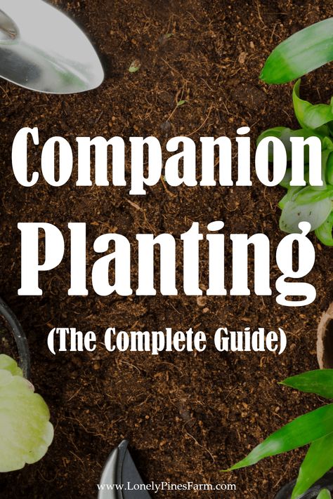 Are you ready to upgrade your garden? Companion planting has the potential to elevate your garden’s health and productivity by taking your plants beyond simple coexistence. This guide is designed to introduce beginner gardeners to the art and science of companion planting, focusing on common garden vegetables. Vertical Hydroponics, Planting Chart, Planting Schedule, Companion Planting Guide, Companion Planting Chart, Companion Gardening, Garden Companion Planting, Homestead Gardens, Sustainable Gardening