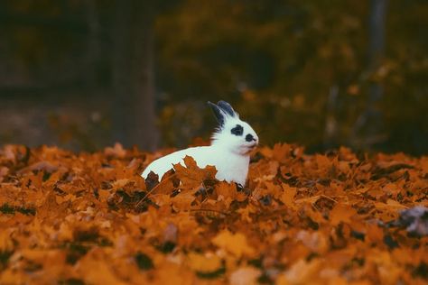 Leaves Fall Autumn - Free photo on Pixabay Autumn Rabbit, Indoor Rabbit, Veterinary Services, House Rabbit, Autumn Nature, Pet Rabbit, Fall Gifts, Computer Wallpaper, White Rabbit