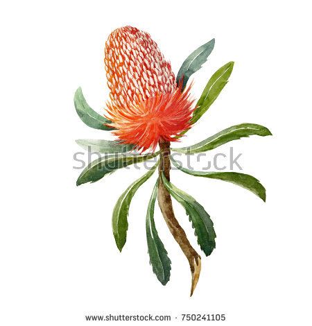 Flower Sketching, Banksia Flower, Protea Art, Australian Wildflowers, Australian Flowers, Australian Natives, Australian Christmas, Australian Native Flowers, Australian Native Plants