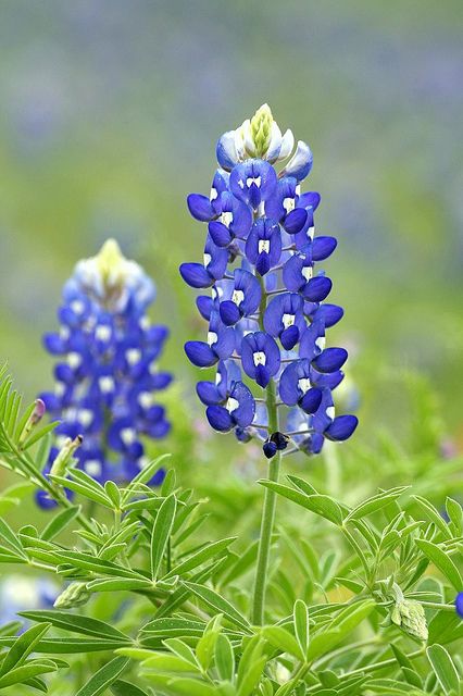 Texas Bluebonnets, Flower Essences, Blue Bonnets, The Grass, Love Flowers, Pretty Flowers, Watercolor Flowers, Blue Flowers, Flower Power