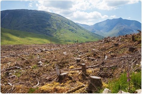 Deforestation Importance Of Trees, Baltic Countries, Renewable Sources, Renewable Sources Of Energy, Frozen Lake, Forest Fire, Dark Ages, University Of California, Background Design