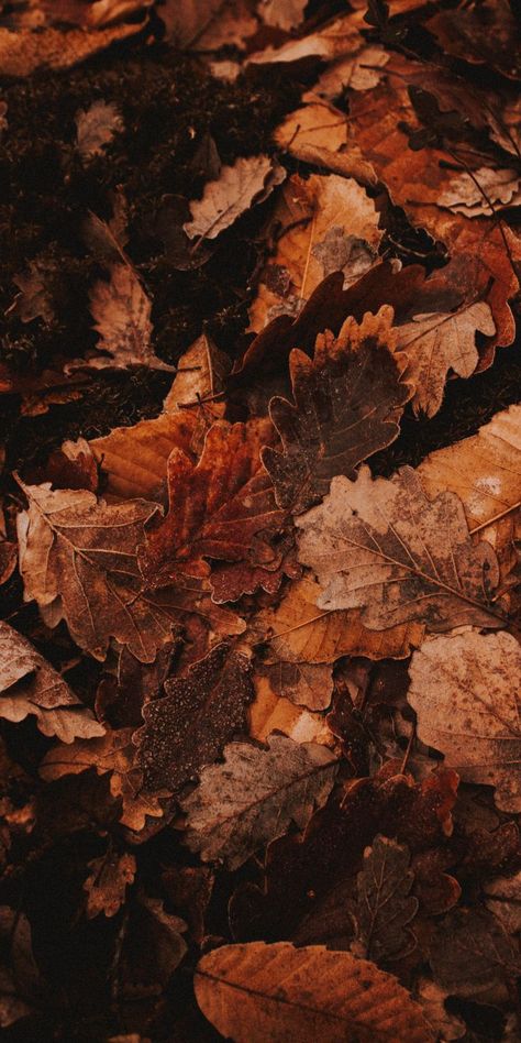 Golden Leaves Aesthetic, Autumn Colours Aesthetic, 1792 X 828 Wallpaper Hd, Autumn Wallpaper Aesthetic Cozy, Autumncore Wallpaper, Fall Phone Wallpaper Aesthetic Dark, Fall Cottagecore Wallpaper, Autumn Nature Aesthetic, Fall Colours Wallpaper