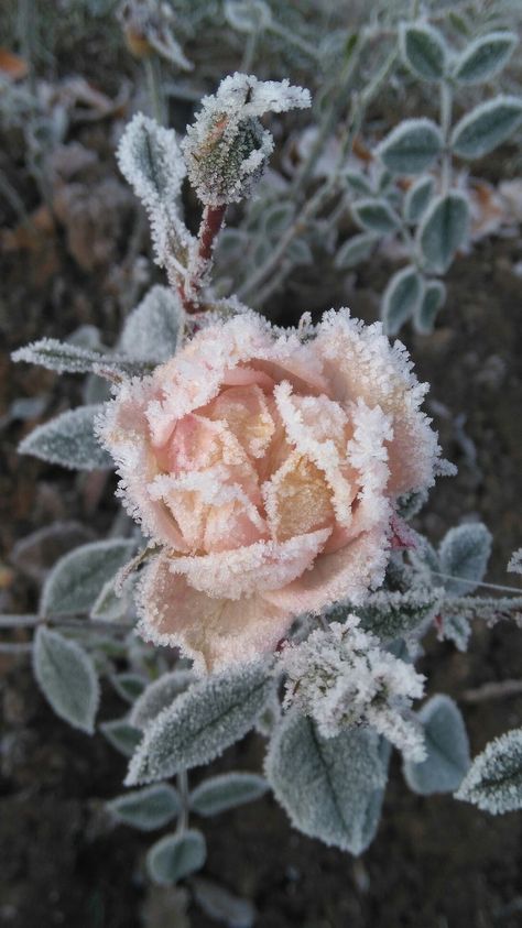 All Shall Be Well, Frozen Rose, Enchanting Garden, Animals Care, I Love Winter, Stand Strong, Vibrant Flowers, Airbrush Art, White Snow