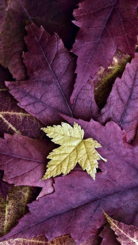 Fall Purple Aesthetic, Purple Fall Wallpaper, Purple Fall Aesthetic, Autumn Purple, Purple Autumn, Fall Purple, Autumn Magic, Purple And Yellow, Brown Aesthetic