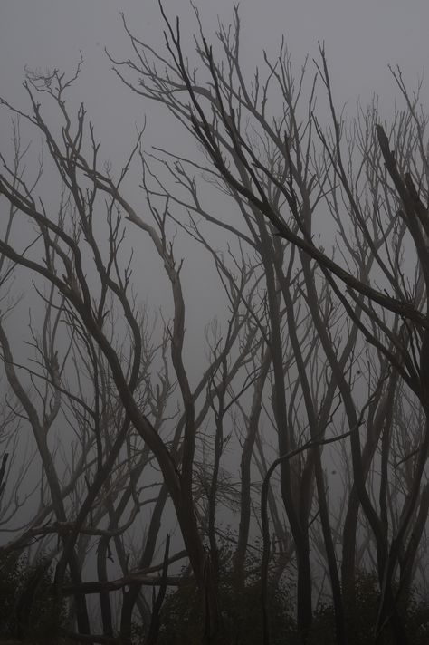 haunted forest dead trees spooky Chopped Down Forest, Spooky Woods Aesthetic, Haunted Forest Art, Haunted Woods Aesthetic, Haunted Forest Aesthetic, Spooky Forest Aesthetic, Haunted Aesthetic, Scary Trees, Haunting Aesthetic